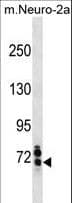 SENP1 Antibody (aa262-289)