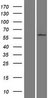CFAP52 / WDR16 Protein (Over-Expression Lysate Myc-DDK (Flag))