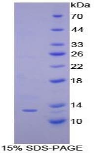 Dog CXCL10 / IP-10 Protein (Recombinant His, N-Terminal)