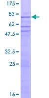 Human ZNF563 Protein (Recombinant GST)