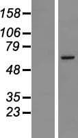 MSL2 Protein (Over-Expression Lysate Myc-DDK (Flag))