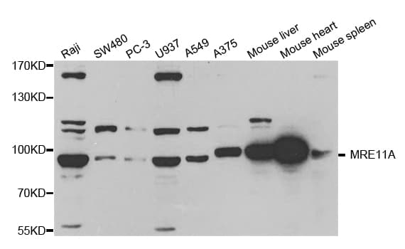 MRE11A / MRE11 Antibody