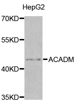 IHC-plus™ MCAD / ACADM Antibody