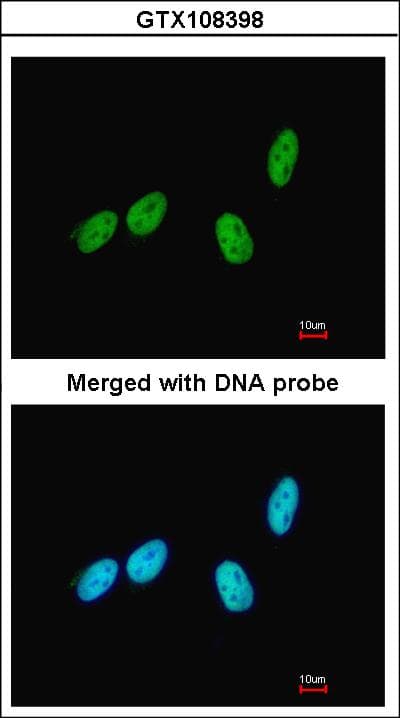 Cytokine IK Antibody (aa1-45)