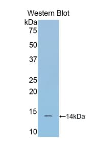 SFRP4 Antibody (aa167-260)