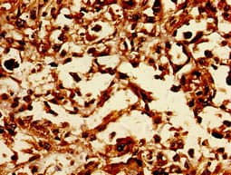 LASS5 Antibody