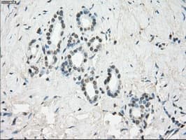 GBP2 Antibody (clone OTI4E7, Carrier-free)