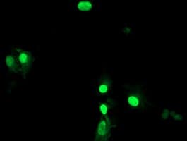Monoclonal Mouse anti-Human LENG1 Antibody (clone OTI3G6, IF)