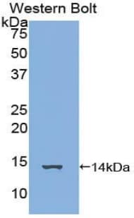 FAM19A3 Antibody (aa44-130)