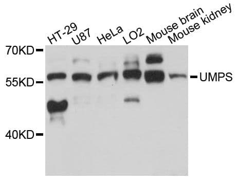 UMPS / OPRT Antibody