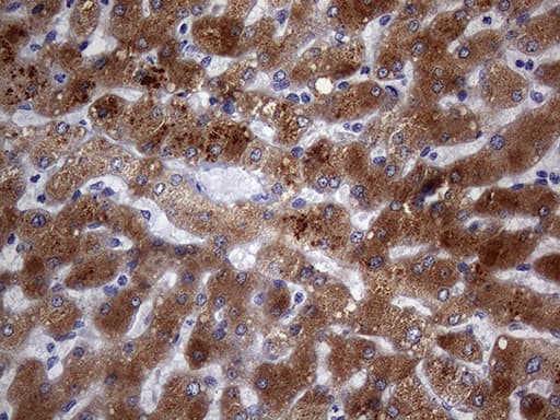 Monoclonal Mouse anti-Human PON3 Antibody (clone OTI1B12, aa30-319, IHC, WB)