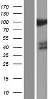 Human HSPA4 / APG-2 Protein (Over-Expression Lysate Myc-DDK (Flag))
