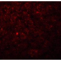 Polyclonal Rabbit anti-Human ANGPTL8 / Betatrophin Antibody (IHC, IF, WB)