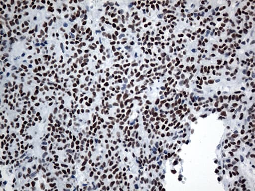 GTF3C4 Antibody (aa583-822, clone OTI3D4, Carrier-free)