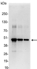 Polyclonal Goat Myc Tag Antibody (WB)