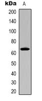 CTTN / Cortactin Antibody (Internal)