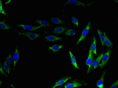 Polyclonal Rabbit anti-Human OPN5 / Neuropsin Antibody (aa310-353, IHC, IF)