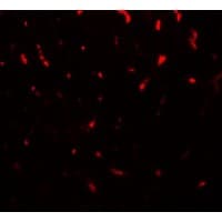 TMIGD1 Antibody