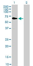 Monoclonal Mouse anti-Human RAF1 / RAF Antibody (clone 1H4, WB)