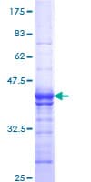 Human CD55 Protein (Recombinant GST, N-terminus)