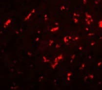IHC-plus™ DRGX Antibody