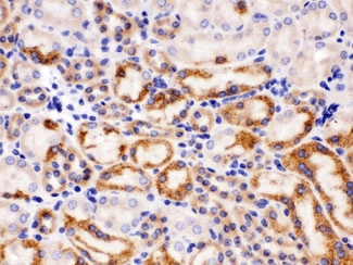 WNT7A Antibody