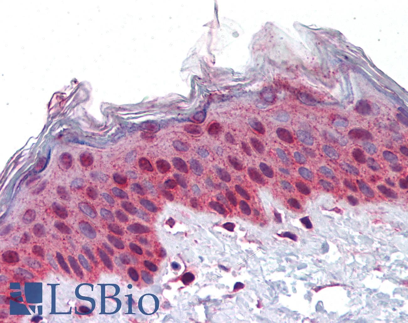 IHC-plus™ PLK1 / PLK-1 Antibody