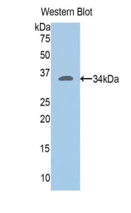 SLC2A14 Antibody (aa51-105)