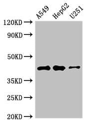 BET1 Antibody