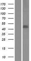 ADHFE1 Protein (Over-Expression Lysate Myc-DDK (Flag))