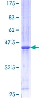 Human BUD31 Protein (Recombinant GST)