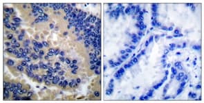 CASP3 / Caspase 3 Antibody (aa126-175)