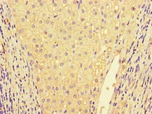 IL32 Antibody (aa31-234)