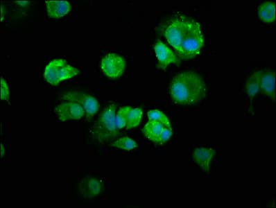 IHC-plus™ NFKB1 / NF-Kappa-B Antibody (aa 1-961)