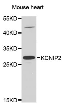 KCNIP2 / KCHIP2 Antibody