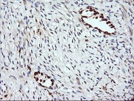 ERG Antibody (clone OTI4H7)