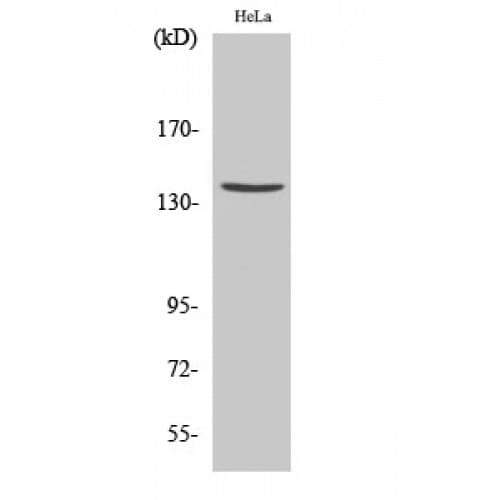 SPTAN1 / Alpha Fodrin Antibody (1110-1190 aa, Internal)