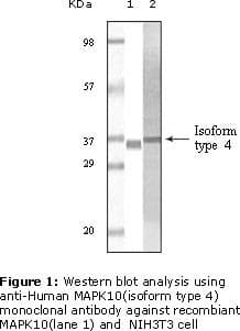 Monoclonal Mouse anti-Human MAPK10 / JNK3 Antibody (clone 2G1 2H3, WB)