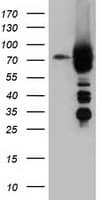 ARHGAP25 Antibody (clone OTI3G1)