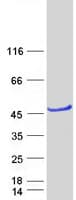 Human ACBD4 Protein (Recombinant Myc-DDK (Flag))
