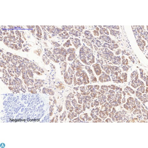 Monoclonal Mouse anti-Human BAX Antibody (IHC, WB)
