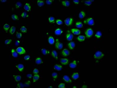 RAB42 Antibody