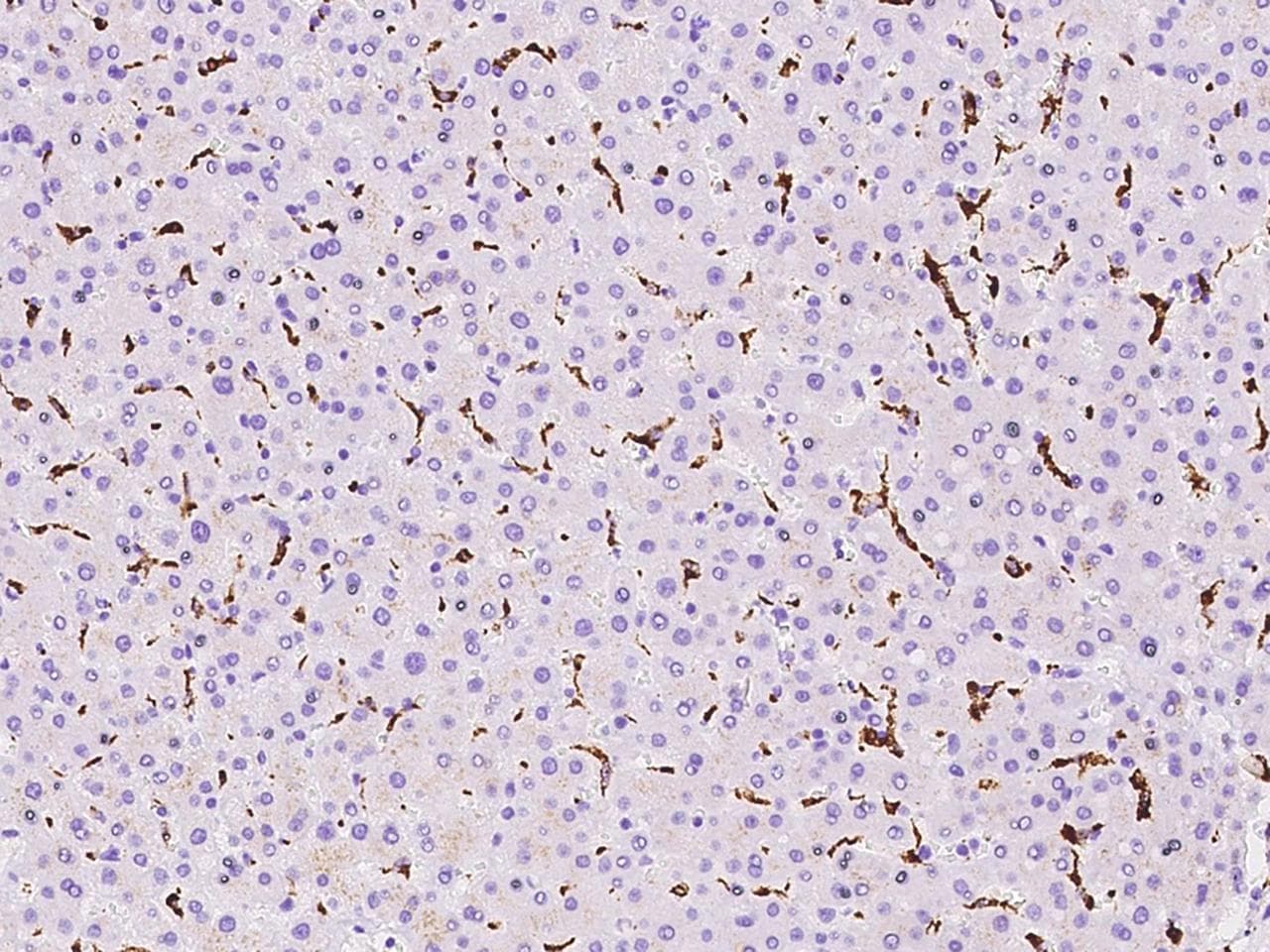 CD68 Antibody (Preservative Free)
