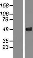 GCAT Protein (Over-Expression Lysate Myc-DDK (Flag))