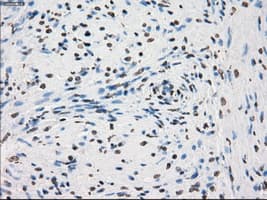 PRKY Antibody (clone OTI6H3, Carrier-free)