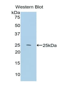 IL-33 Antibody (aa109-266)
