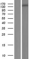 MEI1 Protein (Over-Expression Lysate Myc-DDK (Flag))