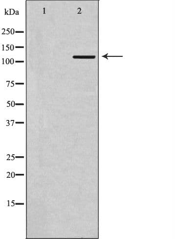 TLR7 / CD287 Antibody