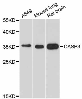 CASP3 / Caspase 3 Antibody