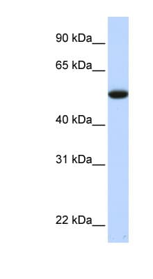 C9orf43 Antibody (C-Terminus)